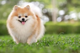 A Pomeranian walking on a field with green grass with tongue out, a mother bear attacked a woman and her Pomeranian in Pennsylvania