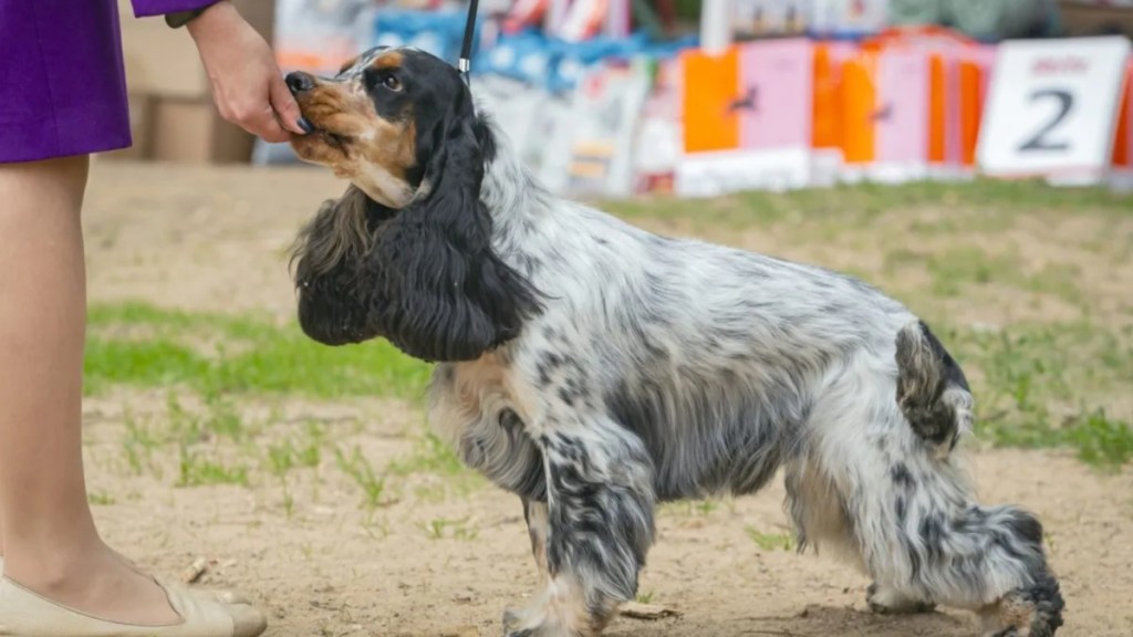 Woman petting a Cocker Spaniel's chin at an event, a Cocker Spaniel rescue won the Crufts 2024 Best of Breed title