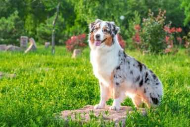 An Australian Shepherd dog sitting in a garden, like the dog who became the Crufts 2024 winner.