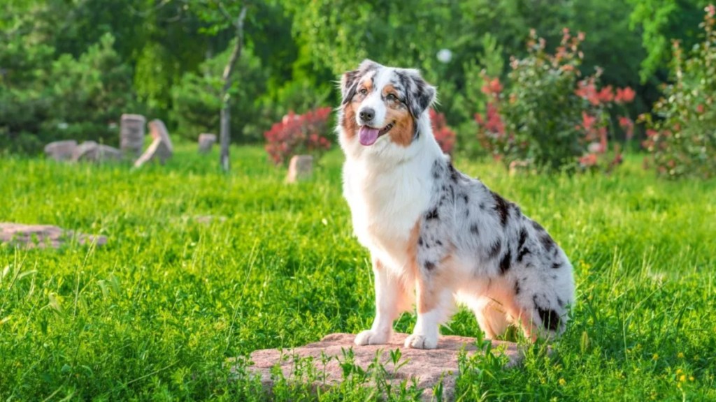 An Australian Shepherd dog sitting in a garden, like the dog who became the Crufts 2024 winner.