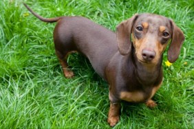 A Dachshund standing in an area with long green grass, like the one in the Dachshund and seal Tiktok video