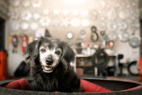 A dog in a car tire, similar to the dog who got his head stuck in a car tire.