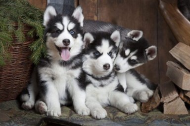 Husky puppies, Forbes recently conducted a survey about least expensive U.S. states to buy a dog.