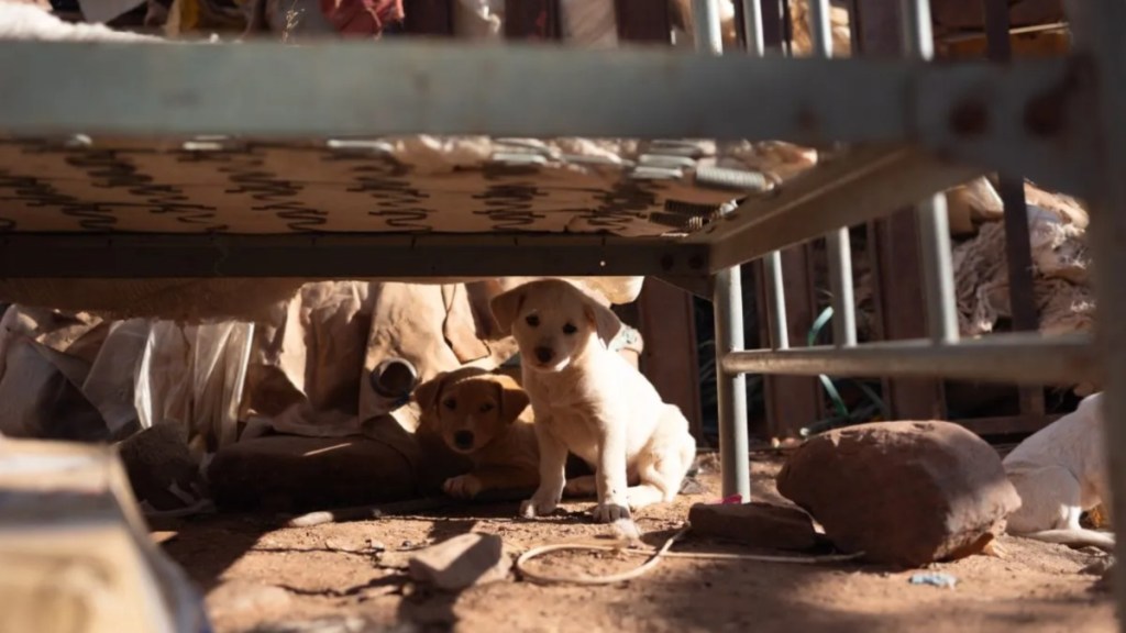 Dogs living a filthy home environment, like the 86 dogs rescued from a hoarding situation in Ceres, California