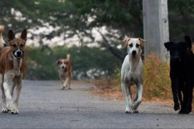 Four unleashed dogs running down a road, like the Texas dogs involved in a fatal dog attack