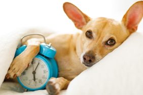 Ready for Daylight Saving Time, a Chihuahua dog rests in bed with a blue alarm clock.