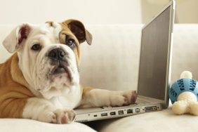 English Bulldog sitting on a white couch with a paw on a laptop's keyboard, maybe Googling trending dog questions.