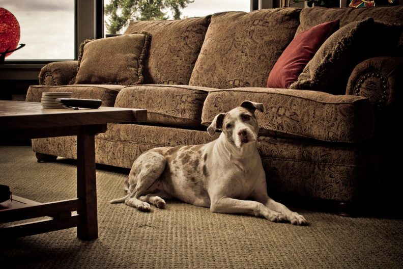 A Catahoula Leopard Dog sitting beside a couch, they have a protective personality and they are typically not aggressive towards people.