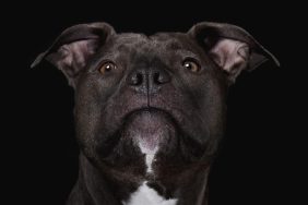 A close-up of Pit Bull Terrier on a black background, Coventry police are appealing for help in finding the person responsible for a Pit Bull dog's death