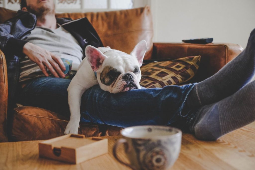 Stoner man spending a lazy afternoon with his laziest dog breed pup, a French Bulldog, on the couch.