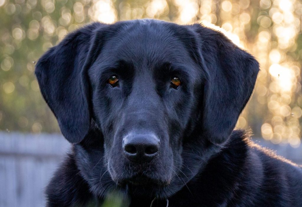 A black coated Goldador relaxes in the yard.