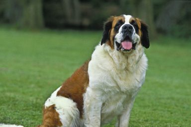 A Saint Bernard standing in a green field with tongue out, Saint Bernards are great guard dogs