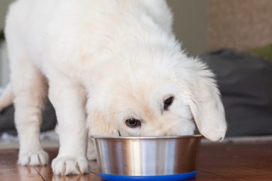 White dog eating from a metallic bowl with a blue base, there's no Nutra Complete dog food product under recall in 2024