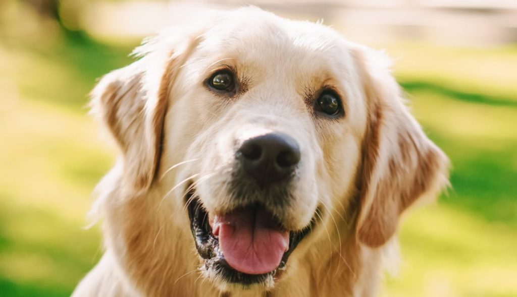 Closeup photograph of a loyal Golden Retriever Dog Sitting on a Green Backyard Lawn