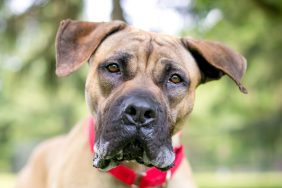 A young Great Dane, a dog breed who drools the most, with large floppy ears wearing a red collar and looking at the camera with a head tilt