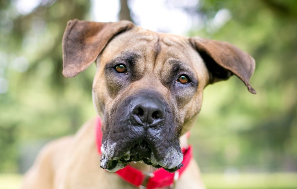 A young Great Dane, a dog breed who drools the most, with large floppy ears wearing a red collar and looking at the camera with a head tilt