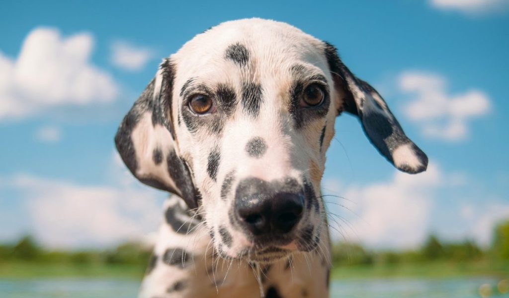 A handsome Dalmatian, a breed who tolerates hot weather, swims in a pond on a summer day.