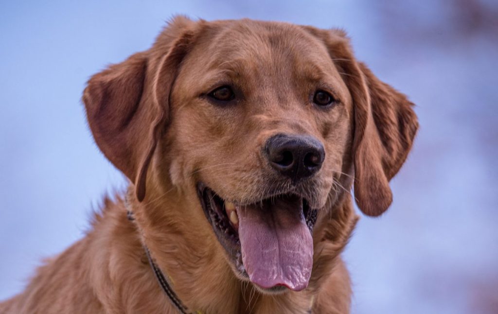 Closeup photo of a smiling Goldador