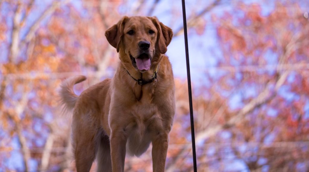 Happy Goldador dog standing against a backdrop of autumn trees