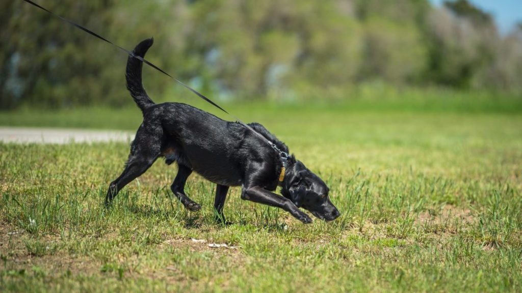 A bomb-sniffing dog, similar to Freyja, an abadnoned pup getting trained as bomb-sniffing dog.