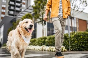 Man walking Golden Retriever on the sidewalk, a Massachusetts dog walker is facing animal cruelty charges for beating Golden Retriever