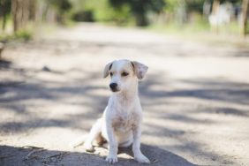 a stray puppy on the street similar to the puppy who was delivered by a DoorDash driver in Massachusetts.