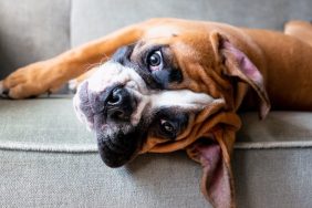 Boxer lying on a sofa, they make a good house dog due to their friendly nature with kids.