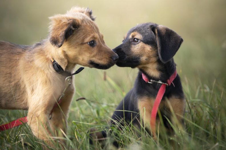 Puppies playing, Tri-Valley area is celebrating National Puppy Day.