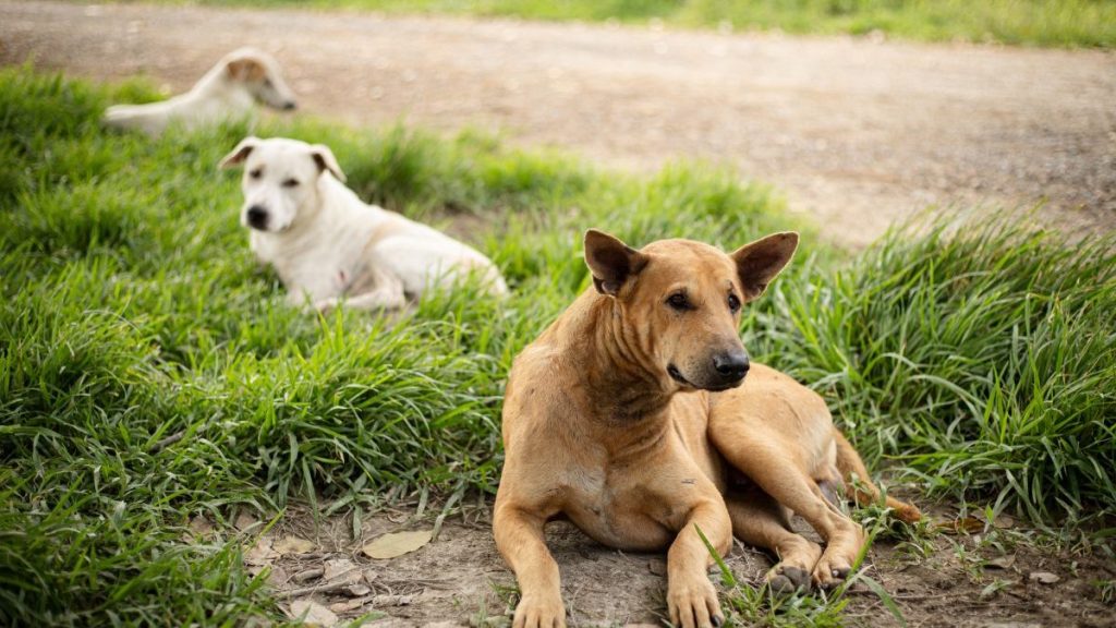 A group of stray dogs lying on the roadside, the large stray dogs' population in Savannah, Georgia ,is worrying residents