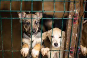 Sad-looking dogs locked in a kennel, 85 dogs seized during the North Carolina puppy mill rescue are ready for adoption