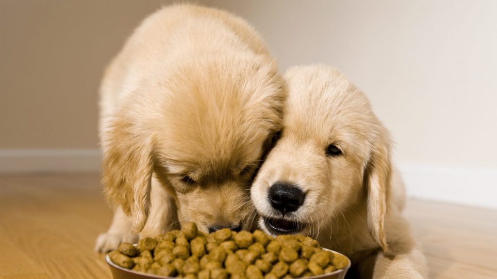 Puppies eating food, Zignature dog food is free of recalls in 2024.