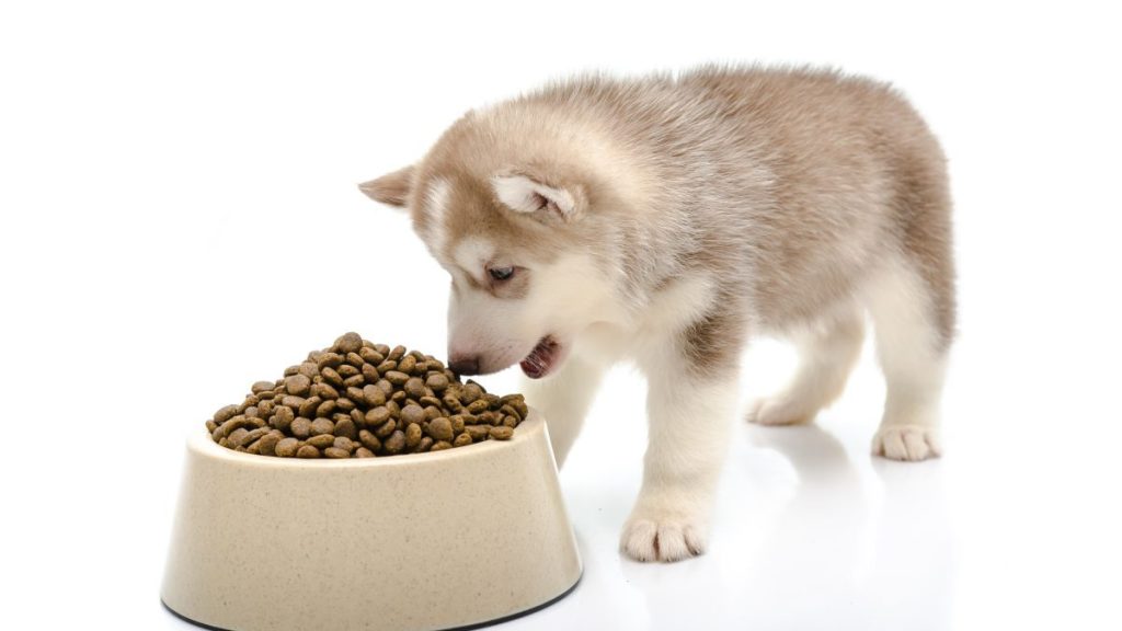 A puppy eating food, Taste of the Wild has not issued a dog food recall in 2024.