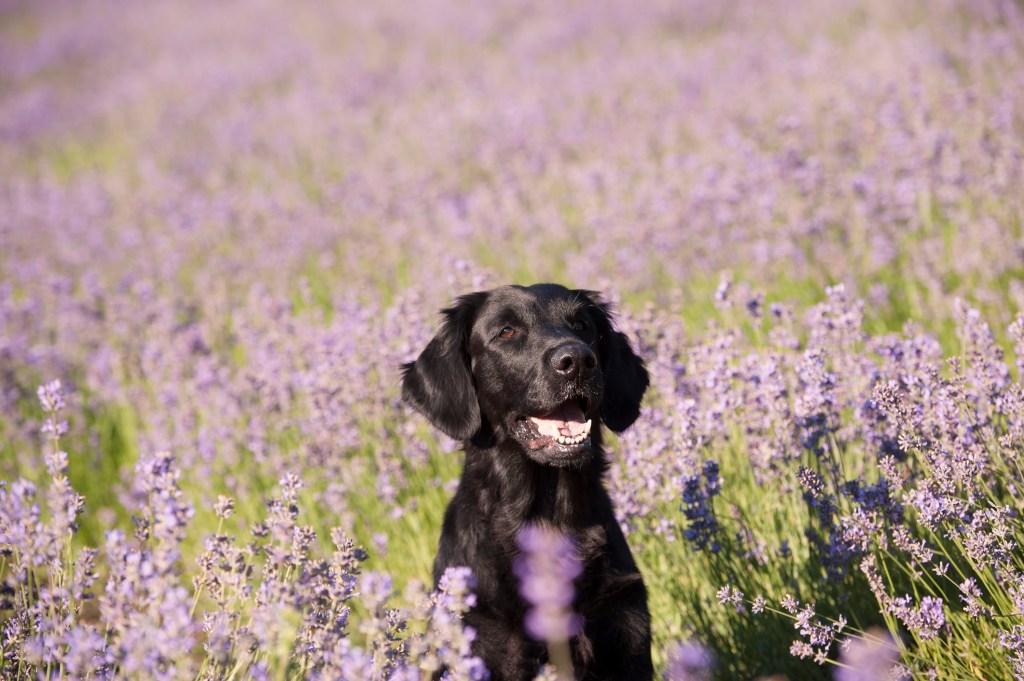 Cute purebred dog (flat coated retriever) in a beautiful purple lavender field.