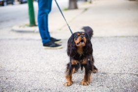 Cavalier King Charles Spaniel, this breed does not bark a lot.