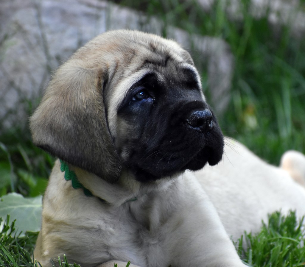 Close-up of Mastiff sitting on field.