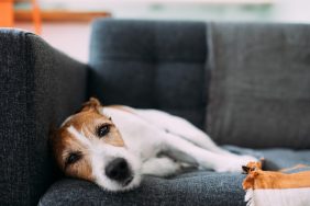 Ill dog lying on sofa at home, in need of a clindamycin prescription.