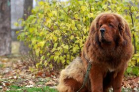 Tibetan Mastiff sitting on the grass.