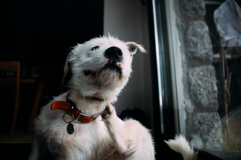 A dog scratching himself, requiring Apoquel medication.