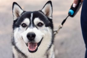 Close-up portrait of young male Siberian Husky standing on the street. Connecticut State dog bill.