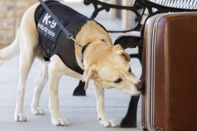 Gun sniffing police dog smelling a suitcase.