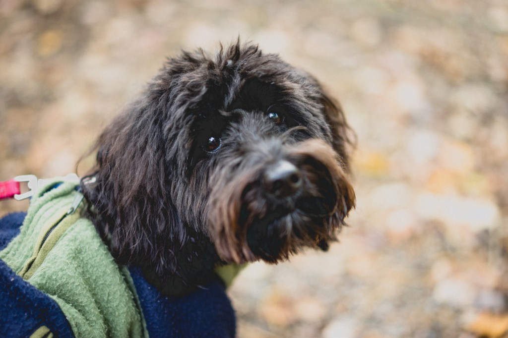 Aussiedoodle looking at the camera.