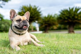 French Bulldog lying against palm leaf tree.