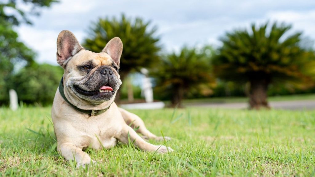 French Bulldog lying against palm leaf tree.