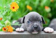 Cute American Bully puppy dog in the garden.