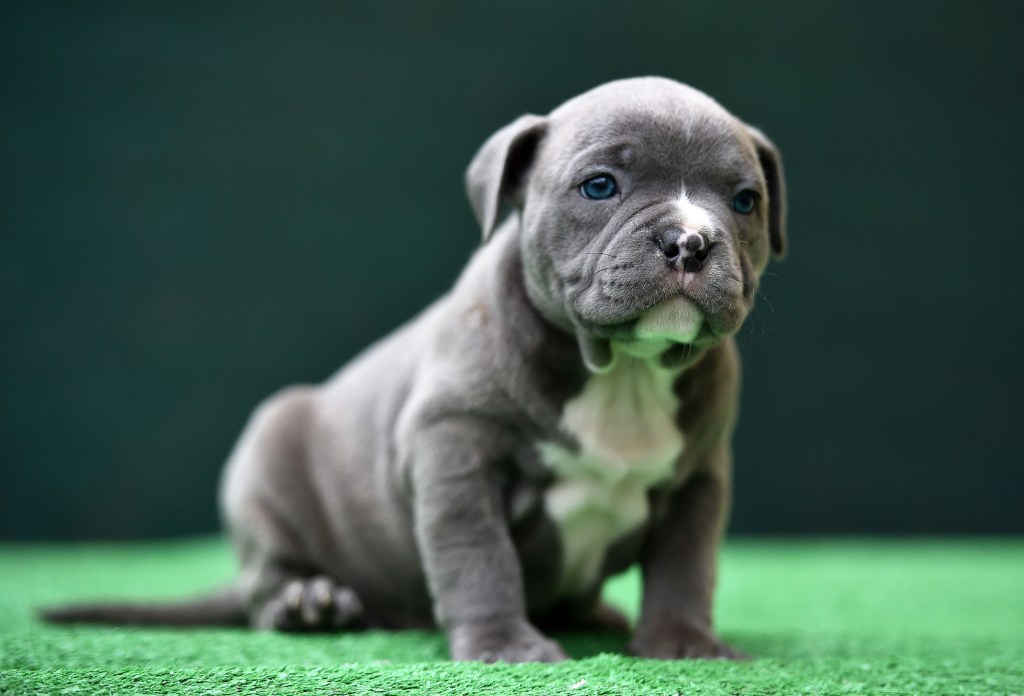 Little Pocket American Bully.