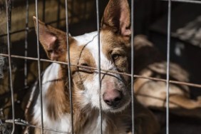 Neglected dogs locked inside an unsantary outdoor kennel, the Oklahoma puppy mill rescue exposed the horrendous conditions that the 150+ dogs were living in