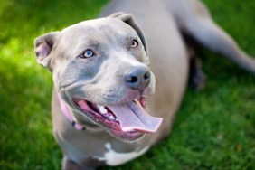 A 3-legged Pit Bull lying on the grass with tongue out, a Massachussetts Pit Bull Mix will train to be a therapy dog