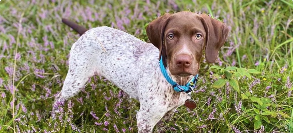 A young Braque Francais Pyrenean in a field. 