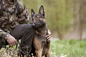 A dog with an army personnel, US Army Explosive Ordnance Disposal Teams had a training session with military working dogs.