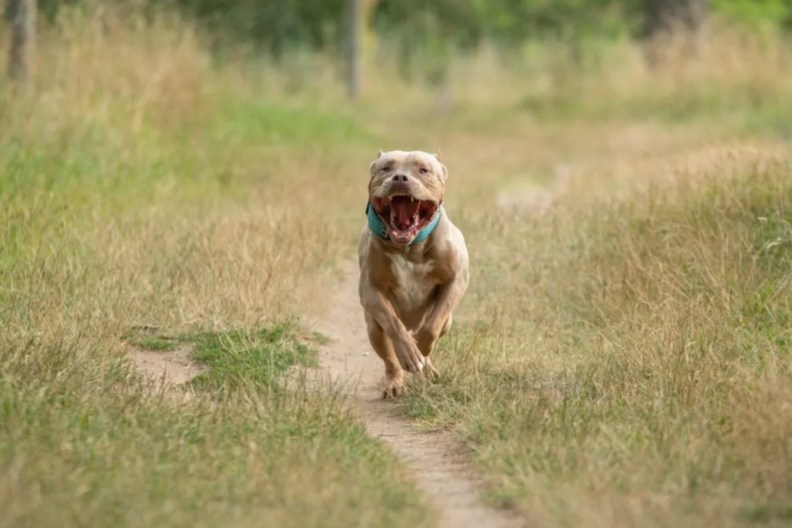 An XL Bully running in a dry field with mouth open, XL Bully ban in Northern Ireland has been announced